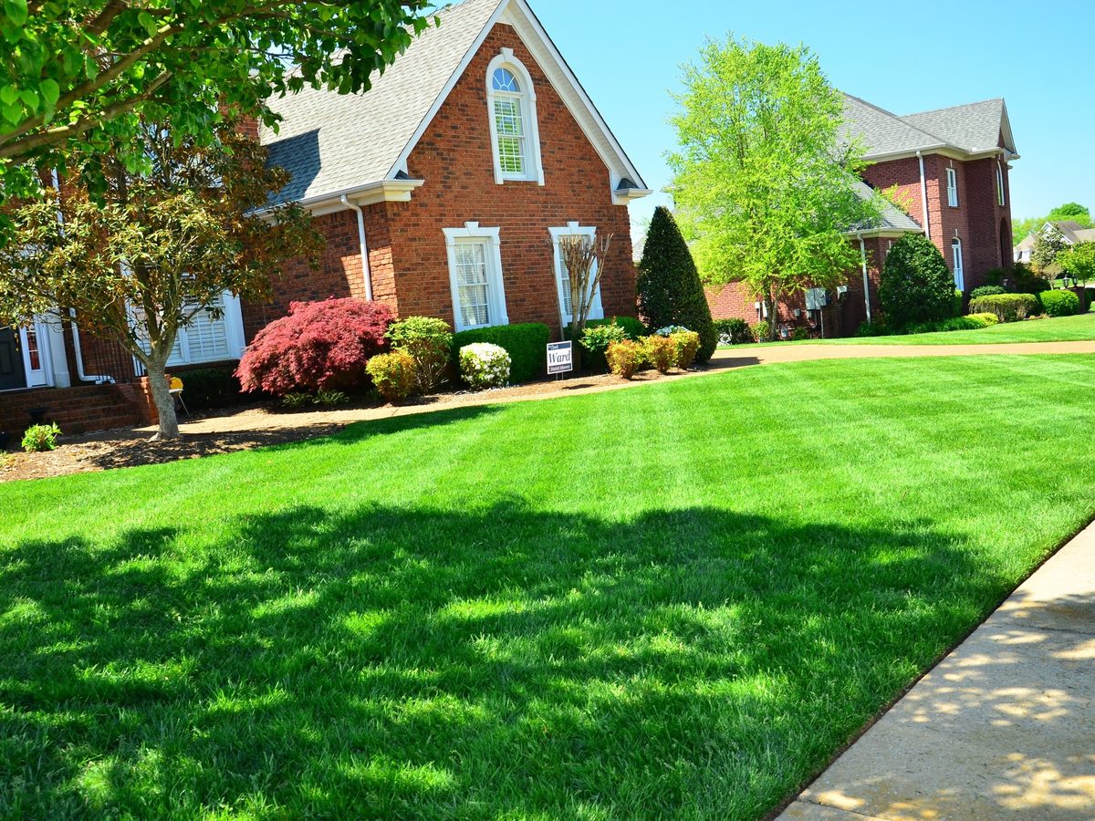 The same style of lawn after mowing and weed treatment