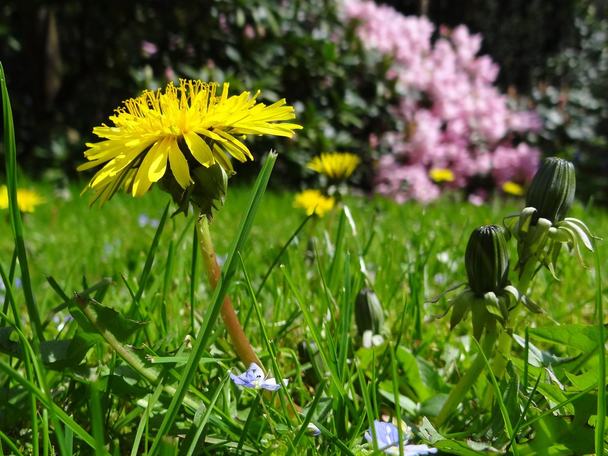 Lawn overrun with dandelions and weeds before treatment