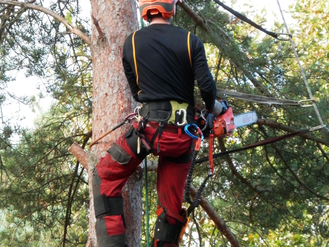 Certified climber roped into a mature tree during a removal