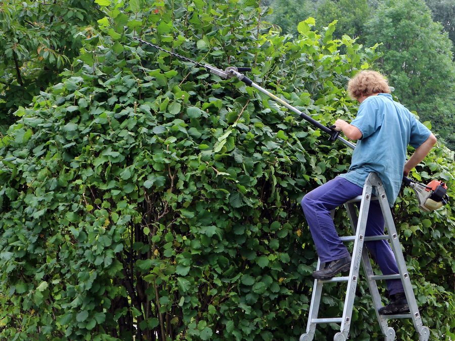 Hedge shaping & canopy trim — Burleson, TX